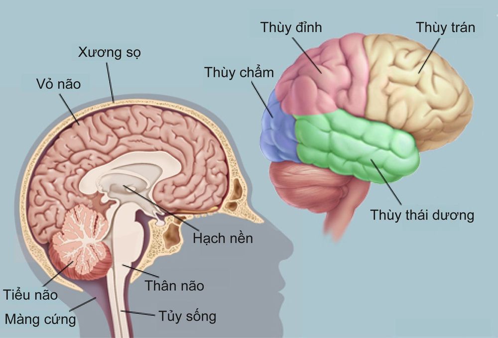 Mối liên kết giữa sức mạnh tâm trí và năng lượng thể chất
